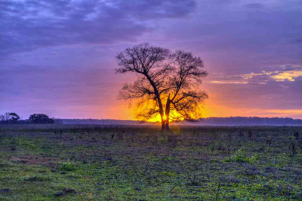 planned giving christian brothers academy tree sunset